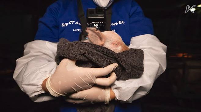 동물권단체 직접행동DxE 활동가가 어린 노을이를 품에 안은 채 구조했다. 노을이는 구조된 뒤 병원에 옮겨졌으나 숨졌다./사진=동물권단체 직접행동DxE