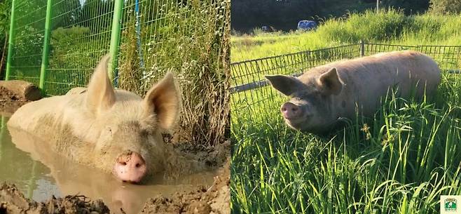 진흙 목욕을 좋아하는 새벽이(왼쪽)와 산책을 좋아하는 새벽이(오른쪽)./사진=새벽이생추어리