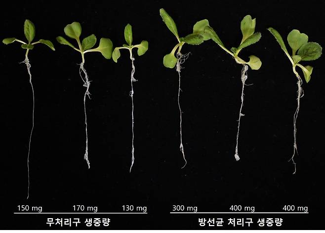이번에 새로 발견된 자생 방선균은 식물 생장을 촉진하는 효능도 확인됐다. 방선균 처리가 된 배추 유묘(오른쪽)가 아무 처리를 하지 않은 유묘보다 더 큰 모습. 자료 국립생물자원관