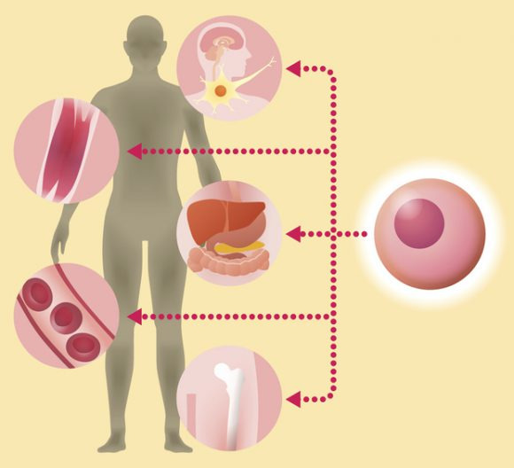 제대로 검증되지 않은 줄기세포 치료제를 파는 기업이 미국에서도 크게 늘고 있다. [사진=게티이미지뱅크]