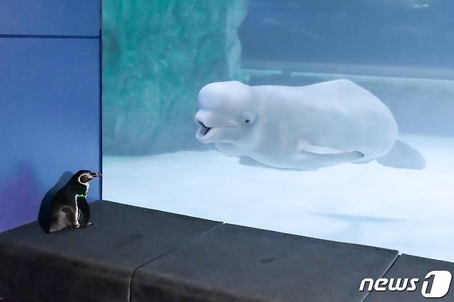 24일 서울 송파구 롯데월드 아쿠아리움에서 펭귄이 사회화 훈련 중 생애 처음으로 벨루가를 만나고 있다. (롯데월드 아쿠아리움 제공) 2021.3.24/뉴스1