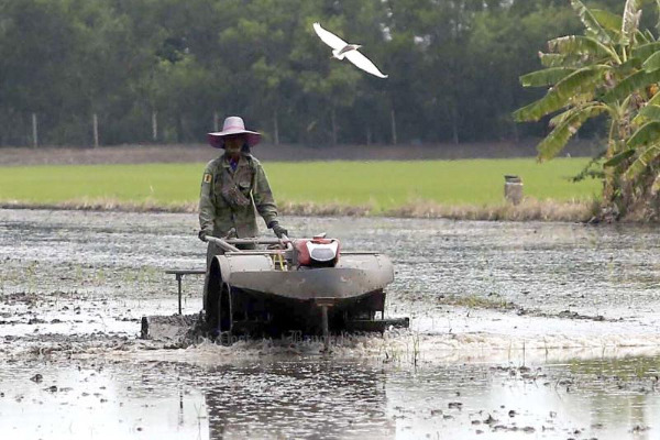 A farmer works his rice field with a mechanical plough in Lat Khum Kaew disrict of Pathum Thani on May 10, 2021. (Photo: Pattanapong Chatpattarasill)