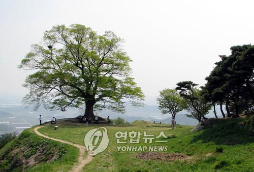 가림성 느티나무 [연합뉴스 자료사진]