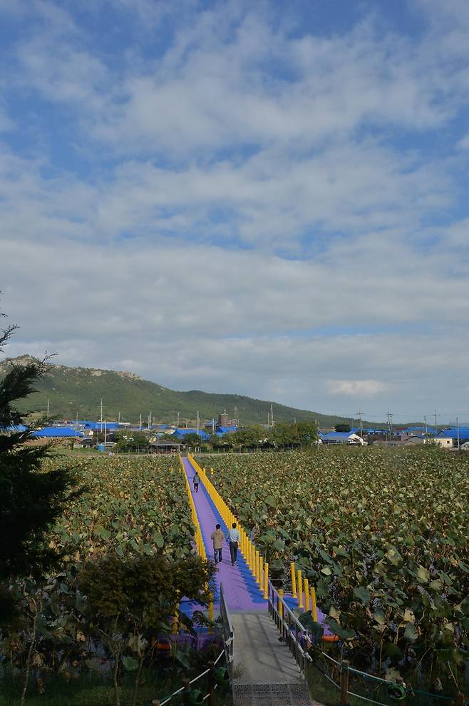 용소리에 있는 용연방죽에 연꽃이 가득하다