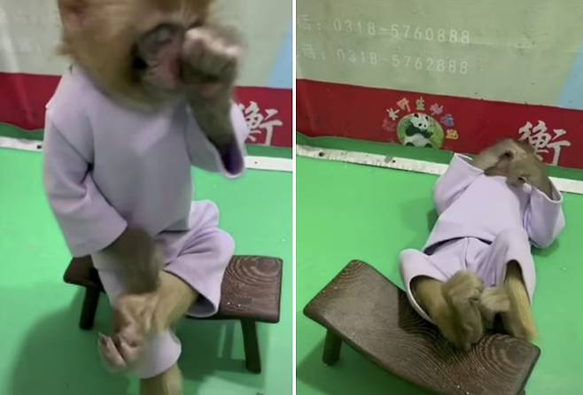 중국의 한 동물원이 흡연의 위험성을 알리겠다는 목적으로 새끼 원숭이에게 강제로 담배를 피우게 하는 영상을 공개해 논란이 일었다. 사진=영상 캡쳐