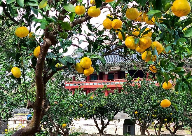 제주목관아에 열린 감귤 (제주=연합뉴스) 변지철 기자 = 지난달 24일 촬영한 제주목관아 귤림당 북과원에 감귤이 열린 모습. 감귤 너머로 망경루가 보인다. 북과원은 탐라순력도 '귤림풍악'의 모습을 재현해 놓은 것이다. 2021.11.7