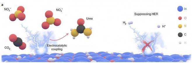 최근 난양공대가 주축이 된 공동연구팀은 선택적 전기촉매 합성법으로 상온에서 질산염과 이산화탄소로 요소를 만드는 데 성공했다(왼쪽). 인듐수화물 촉매는 수소이온에서 수소분자(H2)가 만들어지는 반응은 억제해 효율을 더 높인다(오른쪽). ‘네이처 지속가능성’ 제공