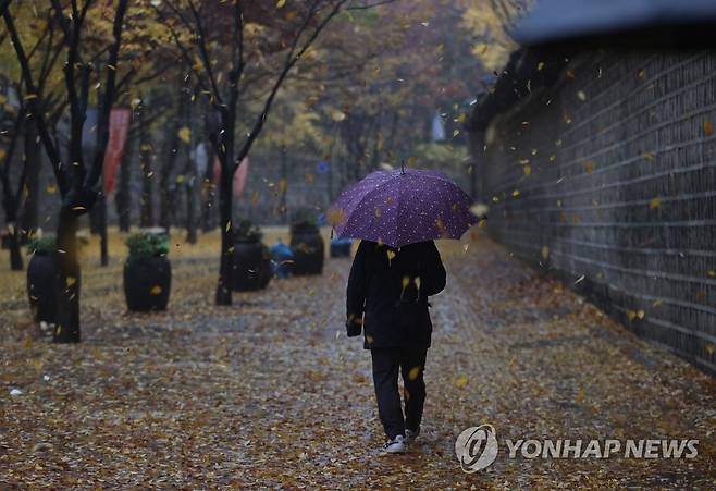 은행잎 비 내리는 출근길 [연합뉴스 자료사진]