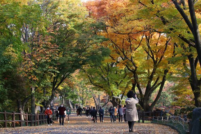 완연한 가을날씨가 이어지고 있는 지난 2일 오후 서울 중구 남산에 단풍이 물들고 있다. ⓒ데일리안 류영주 기자