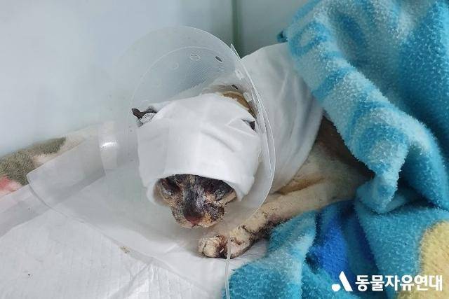 지난해 6월 토치에 그을린 듯 전신 화상을 입은 채 발견된 길고양이 호순이가 치료를 받고 있다. 동물자유연대 제공