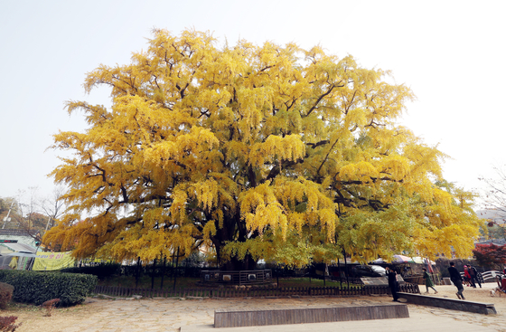 2021년 2월 천연기념물로 지정된 인천시 남동구 장수동 은행나무. 지난 11월 4일의 모습이다. [연합뉴스]