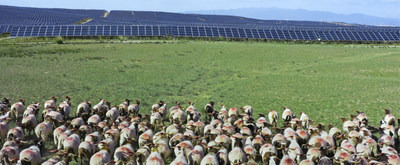 Sheep running towards the PV park (PRNewsfoto/Huawei)