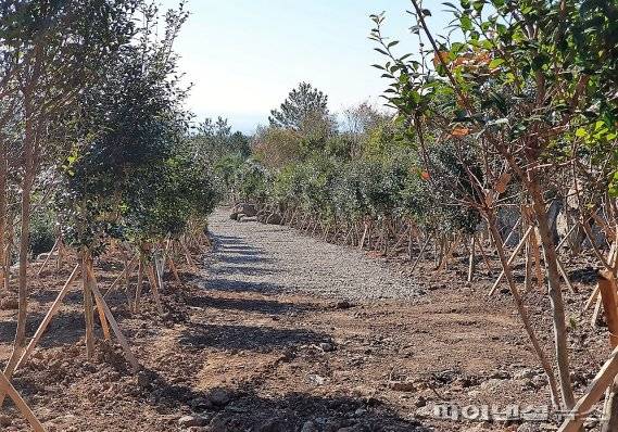 제주자치경찰단은 2018년부터 3년 동안 임야 2만547㎡를 개발행위 허가없이 불법으로 훼손한 혐의로 현직 지역농협 조합장과 아들을 적발하고 구속영장을 신청했다. [사진=자치경찰단 제공]