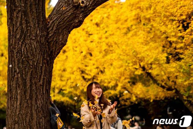 18일 (현지시간) 일본 도쿄의 메이지 신궁 정원에서 시민이 은행나무 아래서 사진을 찍고 있다. © AFP=뉴스1 © News1 우동명 기자