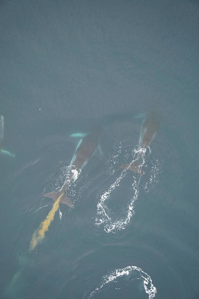 An Antarctic minke whale is seen here releasing excrement that floats along the water’s surface. (provided by Ari Friedlaender, NOAA)