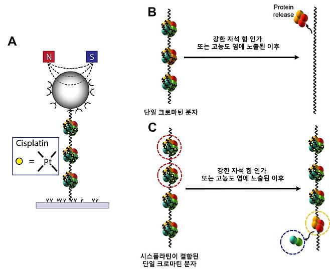크로마틴 구조의 고정을 통한 시스플라틴의 항암 효과를 설명하는 물리적 모델 (A) 자석 구슬에 부착된 단일 크로마틴 분자의 개략도 (B) 인가된 힘과 고농도 염에 의해 붕괴되는 정상 단일 크로마틴 분자 (C) 시스플라틴 결합에 의해 비가역적으로 고정된 단일 크로마틴 분자 (홍석철 고려대학교 교수 제공) 2021.11.23 /뉴스1