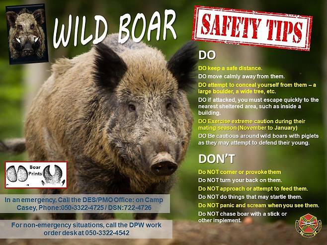 미군 용산-동두천 기지 관리단이 최근 감악산과 소요산 일대 등반시 멧돼지와 만나는 경우를 주의하라고 알리면서 페이스북에 올린 경고문