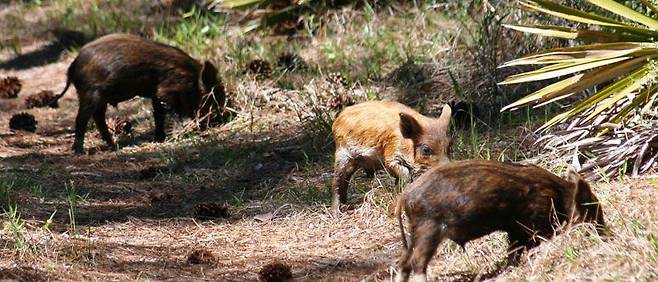 /미 농무부 몸에 얼룩무늬가 선명한 어린 돼지들이 무리를 지어 먹을거리를 찾고 있다. 미 정부와 각 주 정부들은 떠돌이 돼지를 유해조수로 지정해 퇴치 작업에 골몰하고 있다.