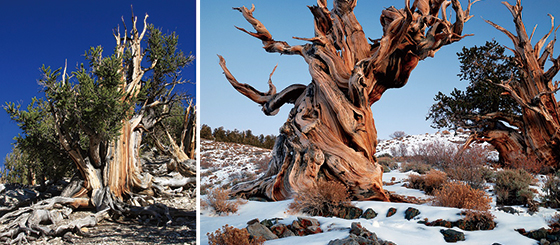 5000년도 더 산 미국의 그레이트 베이슨 브리슬콘 소나무Great Basin bristlecone pine(사진 위키미디어 커먼스), 5000살이 넘은 캘리포니아 화이트마운틴의 강털소나무 므두셀라Methuselah(사진 위키미디어 커먼스)