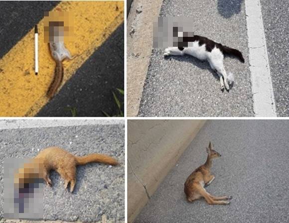 고라니, 고양이 등 로드킬 당한 다양한 동물들. 국립생태원 제공