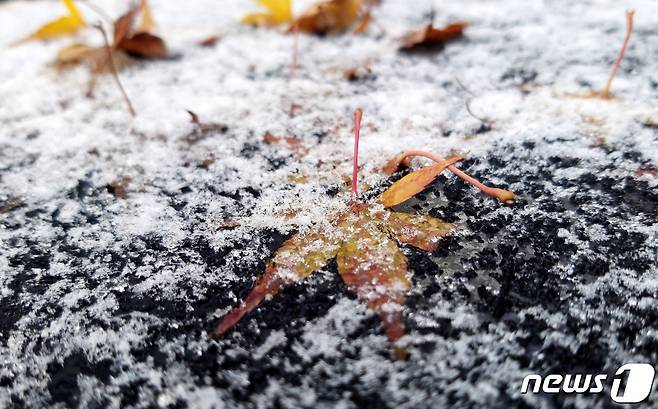 낙엽 위로 내린 눈이 쌓여 있다. (자료사진) © News1 김기태 기자