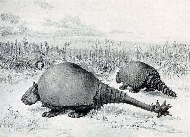 남미의 멸종한 고대 아르마딜로 도에디쿠루스. 갑옷으로 무장한 거대 초식동물로 무게는 1400㎏에 이르렀을 것으로 추정된다. 위키미디어 코먼스 제공.