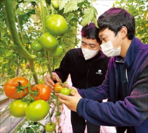 신세계푸드 농산물 바이어가 토마토 품질을 확인하고 있다.  /신세계푸드 제공