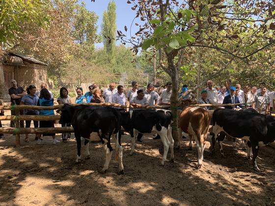 [우즈베키스탄·2020·축산] 성과 : TMR(완전배합사료) 기술 보급, 성우 체중 20.5% 증가
