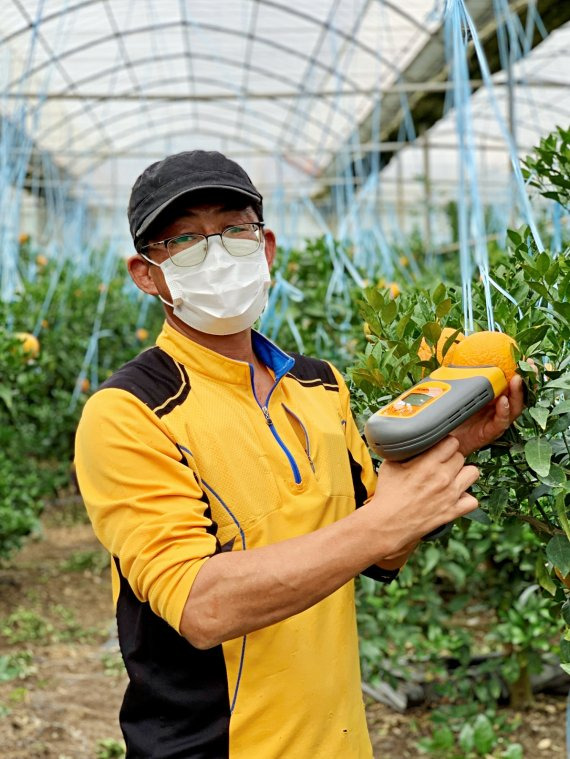 현정권 한라봉 명인