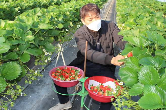 김태현 롯데마트 신선품질혁신센터 로컬MD가 딸기 농장의 수확을 돕고 있다.  롯데마트 제공