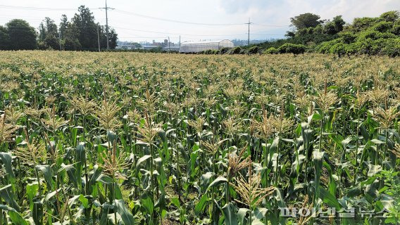 초당옥수수 재배지 [사진=제주도 농업기술원 제공]