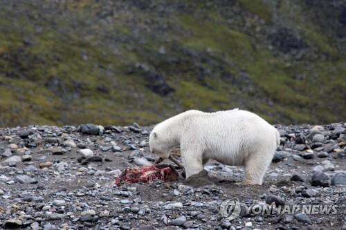 사슴 고기를 뜯어 먹는 북극곰  [Izabela Kulaszewicz 제공 AFP = 연합뉴스/ 재판매 및 DB 금지]