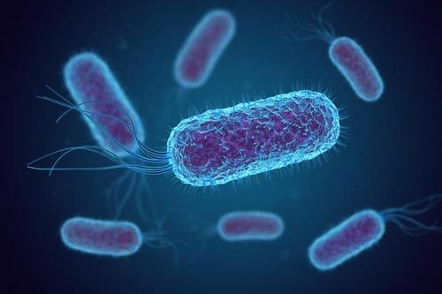 인간과 동물의 장에서 흔히 발견되는 대장균(E. coli)  [fusebulb/Shutterstock.com 제공, 재판매 및 DB 금지]