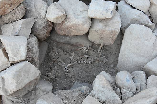 교동과 송현동 고분군에서 발견된 순장견 개체. 문화재청 제공