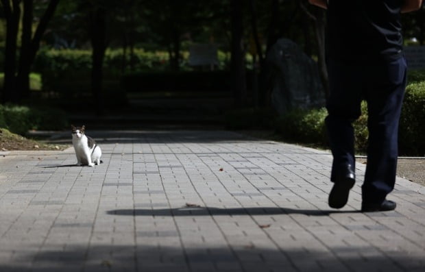 부산에서 길고양이 20여마리가 학대당해 죽은 채 발견돼 동물단체가 경찰에 수사를 요구했다. 사진은 기사와 무관함. /사진=연합뉴스