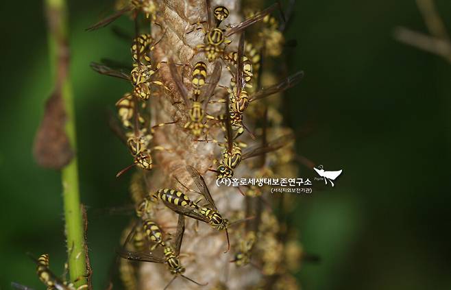 뱀허물쌍살벌. 등산로 나뭇가지에 집을 많이 지어 등산객이 쏘이는 사고가 잦은 종이다.
