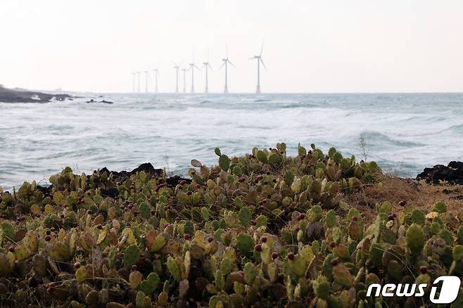 제주시 한림읍 월령리 손바닥 선인장. 이곳은 국내 유일의 선인장 군락지다.© 뉴스1