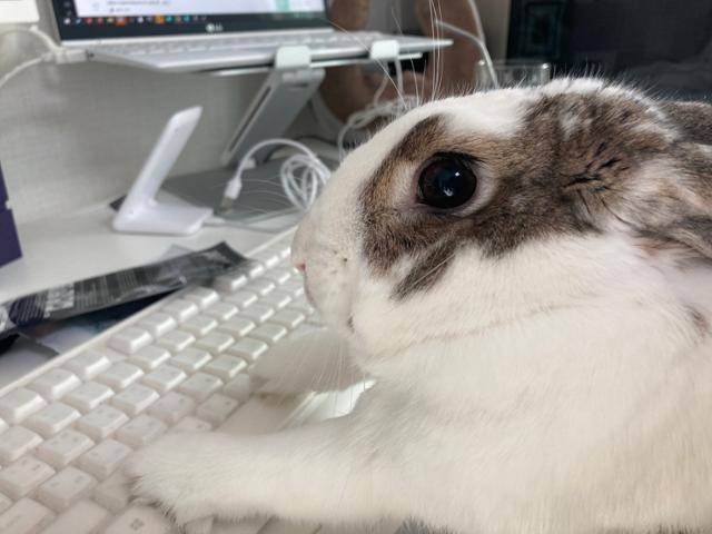 햇살이는 토끼레터 쓰는 중. 이순지 기자