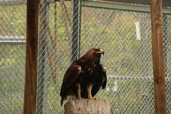 서울대공원 맹금사에 있는 검독수리의 모습. 최대 속도 시속 320km에 이르며 자기보다 몸집이 큰 동물도 사냥할 수 있다. 검독수리는 아직 방사 전 새로운 시설에 적응 중이다. [서울대공원]
