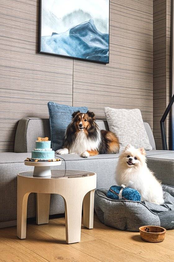 시그니엘 부산의 펫캉스 패키지에는 반려견을 위한 담요와 그릇, 배변 패드 등이 포함돼 있다. 반려견을 이름을 넣은 펫 전용 케이크도 선물한다. 사진 롯데호텔