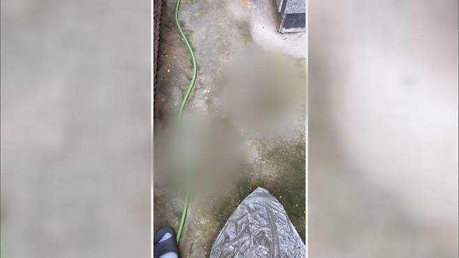 길고양이 사체 훼손 자료화면