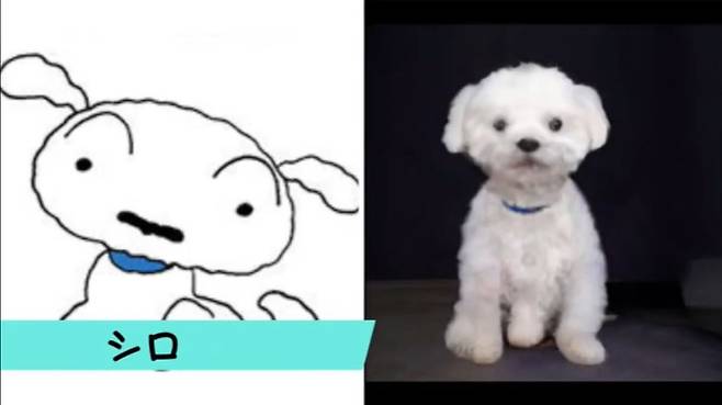 애니메이션 흰둥이와 실사로 구현된 흰둥이 [유튜브 오스시(おすし) 채널]