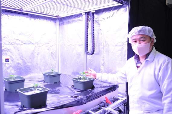 지난 10일 우리바이오 안산공장에서 김성훈 스마트팜팀 책임연구원이 밀폐형 식물공장에서 재배된 의료용 대마를 소개하고 있다.