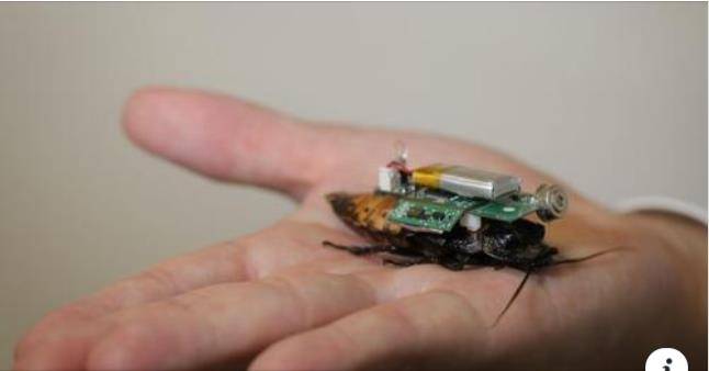 마다가스카르휘파람바퀴벌레 등에 적외선 카메라 등 '센서 배낭'이 얹어진 모습. /사진=스트레이츠타임스