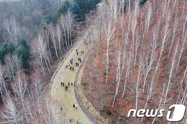 강원 인제 원대리 자작나무숲.(뉴스1 DB)