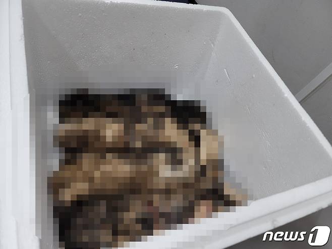 지난달 8일 오후9시쯤 대구 동구의 한 아파트 단지 안에서 새끼고양이 4마리가 죽었다는 신고가 접수됐다.(대구길고양이보호협회 제공)© 뉴스1
