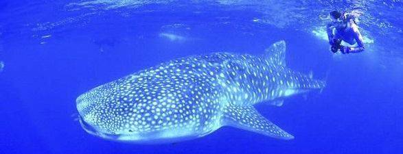 몸길이가 최대 20m가까이 크는 지상 최대의 상어 고래상어. 인간에게는 다행스럽게도 작은 플랑크톤을 주로 먹고 사는 온순한 종이다. /조선일보DB