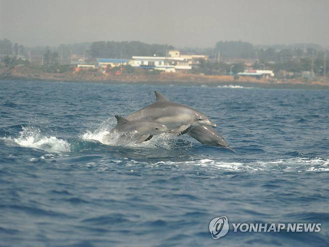 남방큰돌고래 [국립수산과학원 제공]