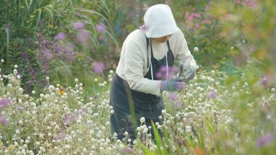 KBS1에서 방영된 내추럴 휴먼다큐 '자연의 철학자들' 첫 화 ‘너는 꽃이다’는 이현숙, 이창식 부부의 꽃밭의 삶을 담았다. [사진제공 KBS]