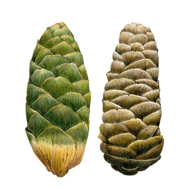 탐험가들은 솔방울(파인)을 닮은 과일이라는 의미로, 파인애플이라 이름 붙였다.